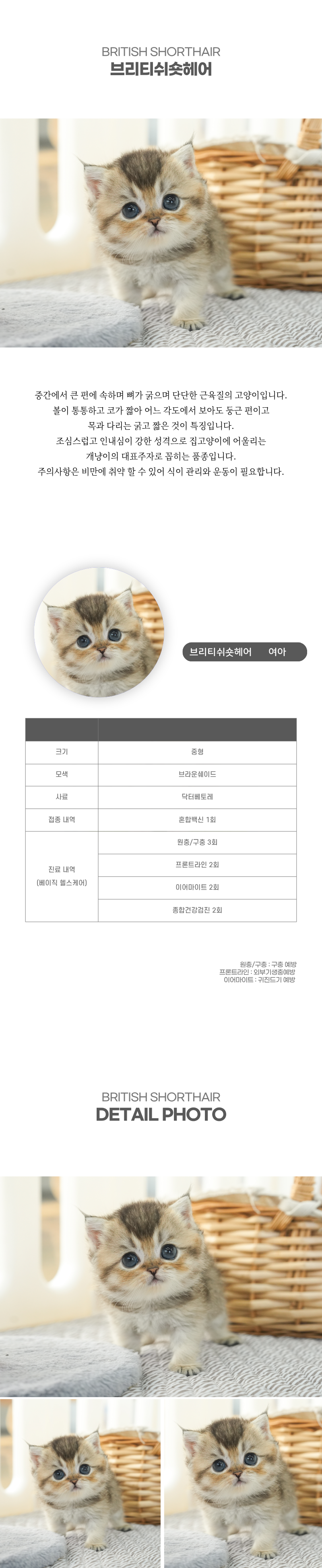 브리티쉬숏헤어_상세이미지_2